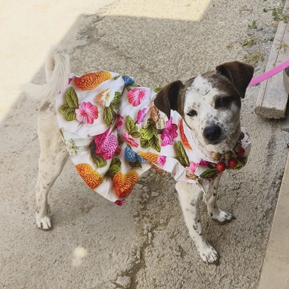 Summer Dog Clothes 3D Printed  - 3D Printing Yorkshire บทวิจารณ์และราคา